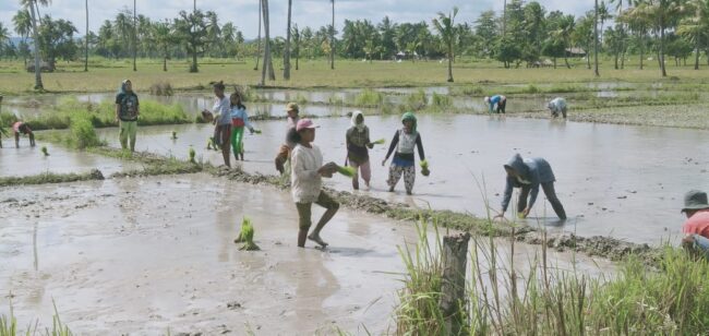 Malaka Petani Lakulo tanam padi