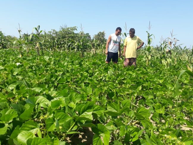 Malaka kacang hijau1