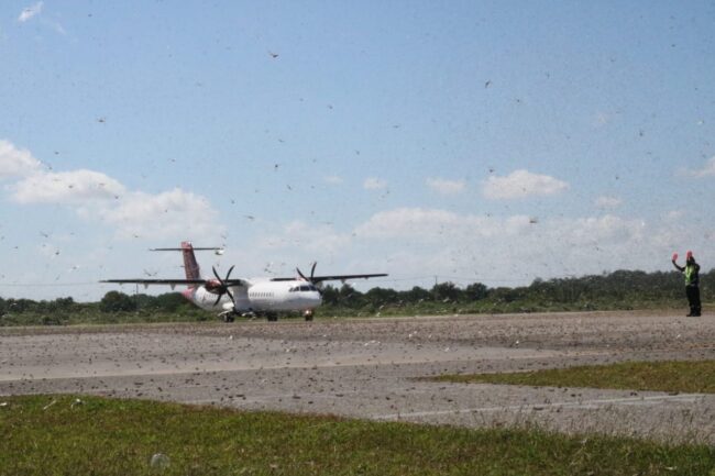 Sumtim Belalang Tutup Bandara
