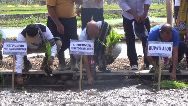 Bupati Alor, “Kami Bukan Orang Upahan” 1 alor kunker alor3