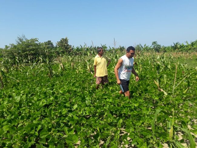 Program Pacul Tanah Gratis, Cara Pemkab Malaka Bantu Petani 1 Malaka kacang hijau2