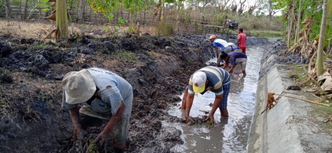 malaka petani laleten