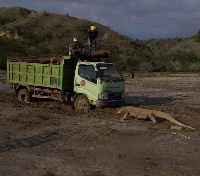 Mabar komodo hadang truk 1