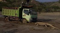 Mabar komodo hadang truk