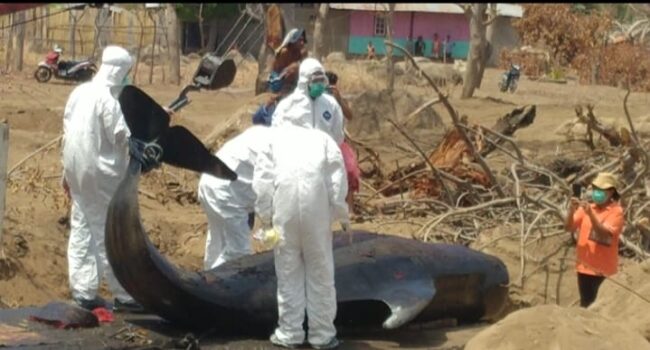 Sikka bangkai paus dikuburkan