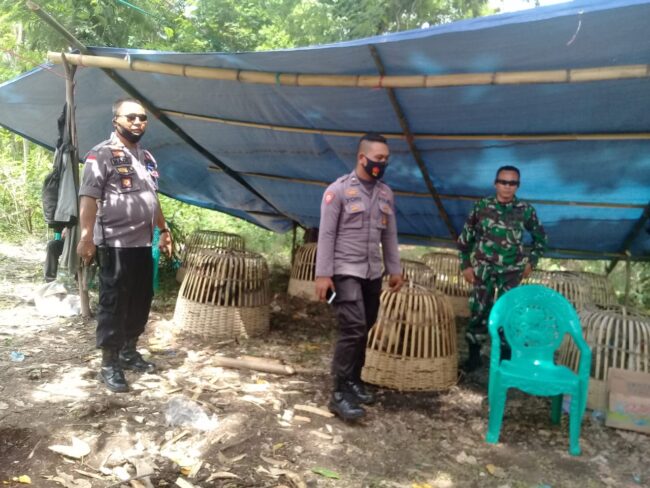Matim judi sabung ayam