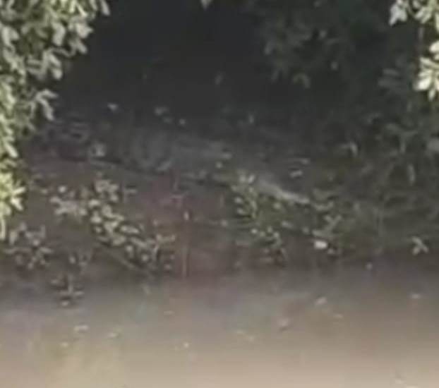 matim buaya