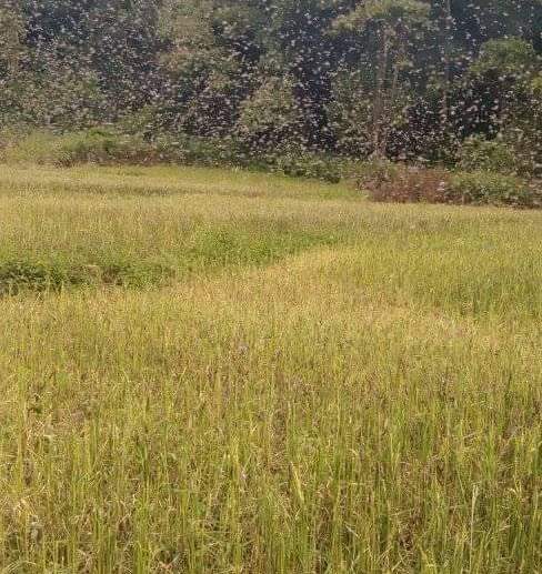 sumteng hama belalang