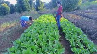 Matim petani sayur