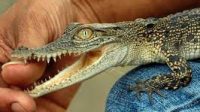 buaya