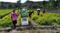 sumtim petani milenial