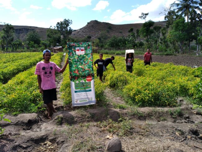 sumtim petani milenial
