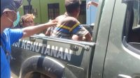 mabar curi karang1