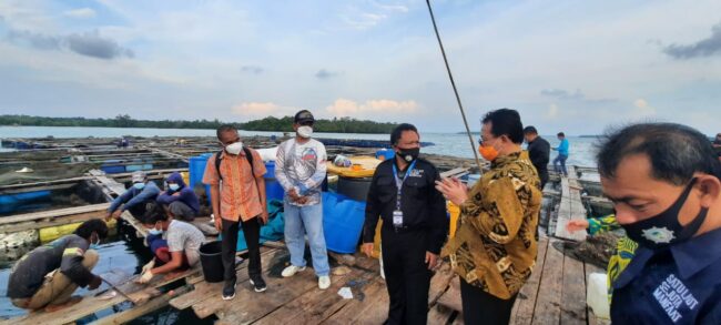 malaka ikan kerapu