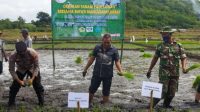 mabar bupati tanam padi