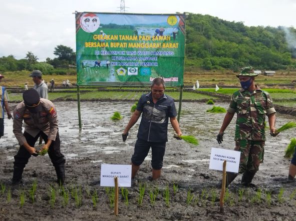 mabar bupati tanam padi