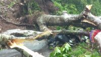 matim pelajar tewas tertimpah pohon