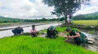 ttu tentara tanam padi