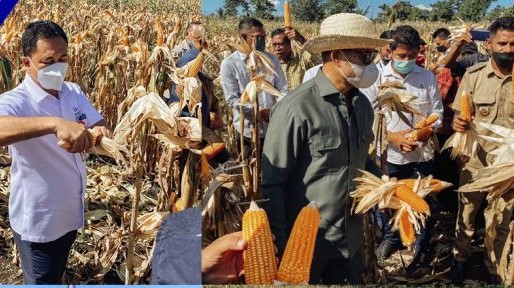 gub panen jagung