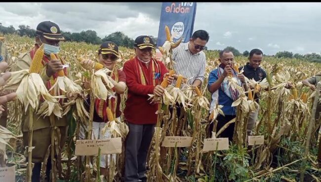 TTU panen jagung