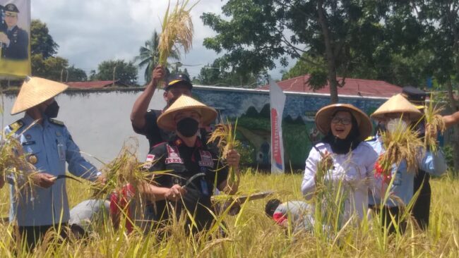 belu panen raya