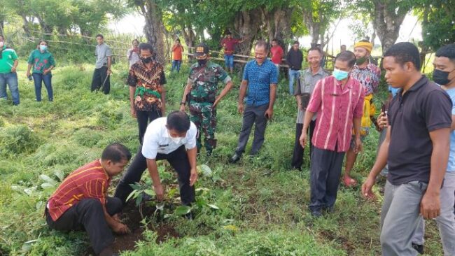 sbd bupati tanam anakan pohon