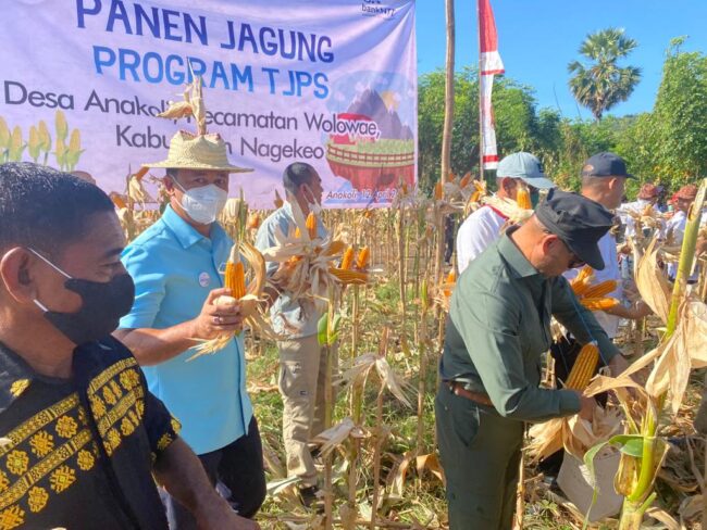 nagekeo panen jagung