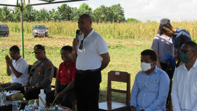SBD GUB PANEN JAGUNG