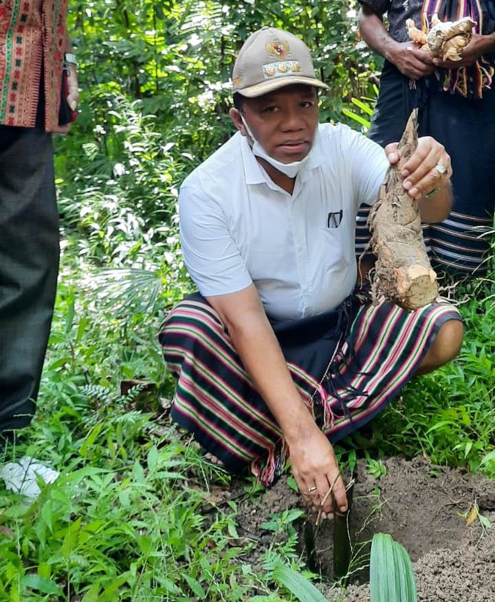 malaka bupati tanam bambu