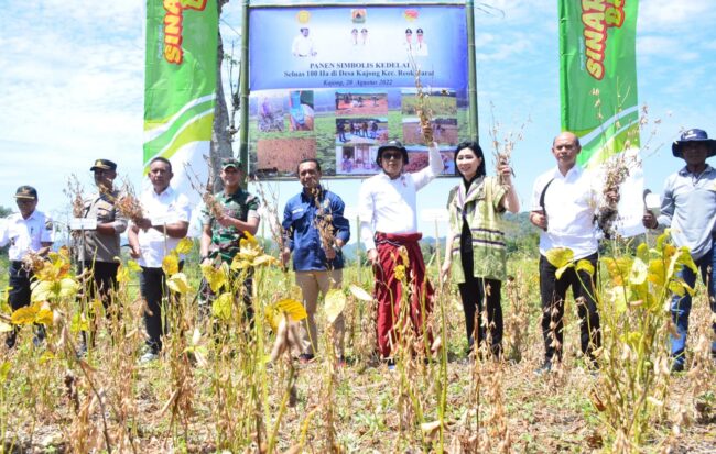 manggarai kedelai