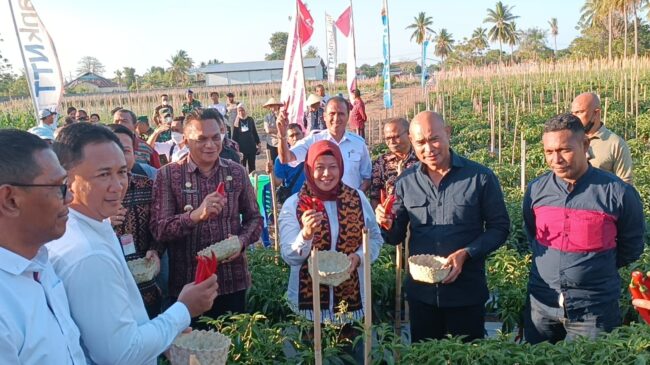 ntt gub panen jagung