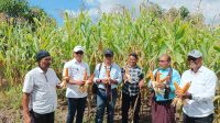 ntt gub panen jagung2