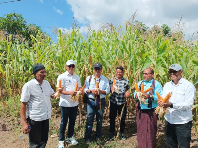 ntt gub panen jagung2