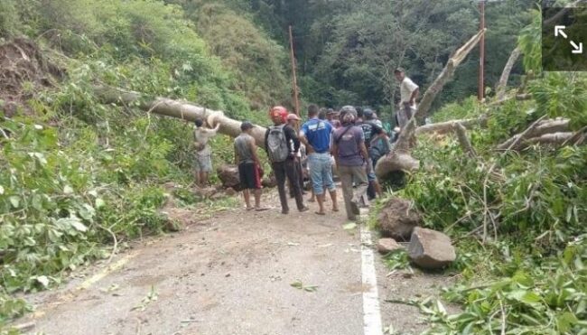 manggarai pohon tumbang