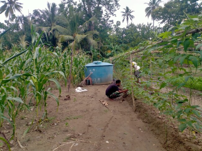 Sarjana Komputer Sulap Lahan Tidur Jadi Lahan Sayur 1 malaka3